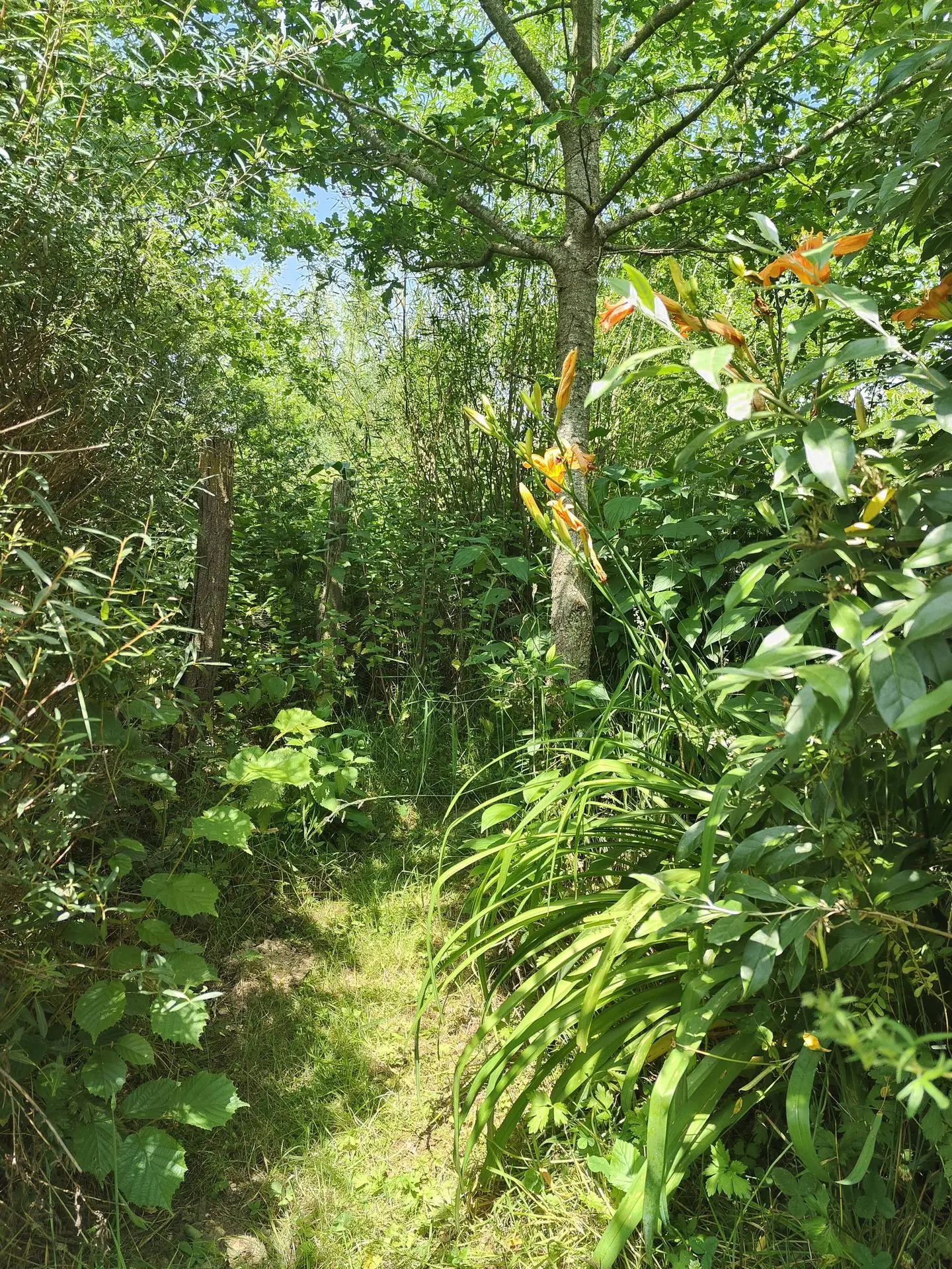 Jardin-forêt – illustration